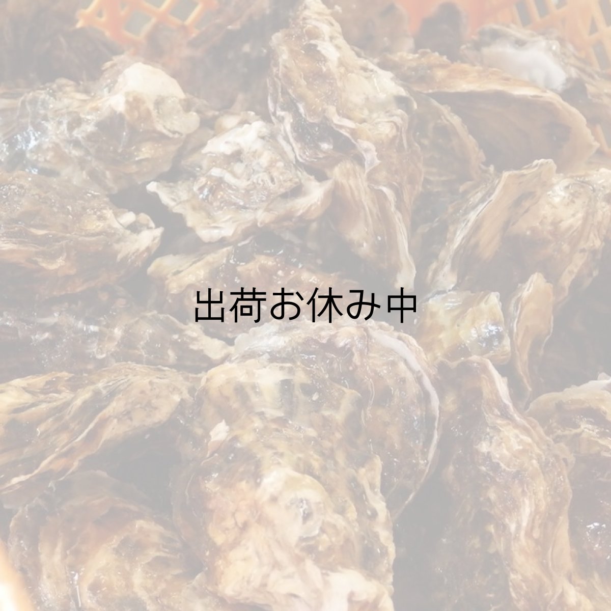 画像6: 三陸広田湾産　冷凍ふぞろい牡蠣　 (6)