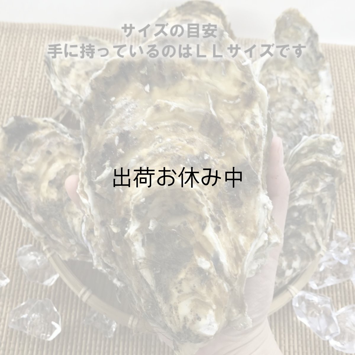 画像2: 三陸牡鹿半島産　殻付牡蠣 (2)