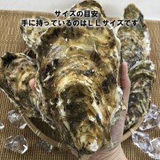 画像2: 三陸牡鹿半島産　殻付牡蠣 (2)