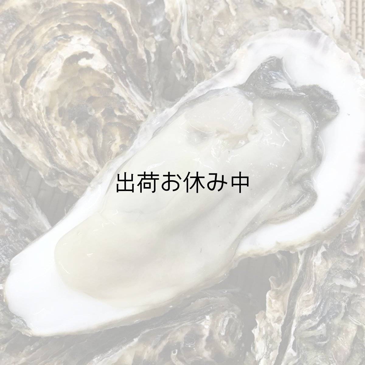 画像3: 三陸牡鹿半島産　殻付牡蠣 (3)