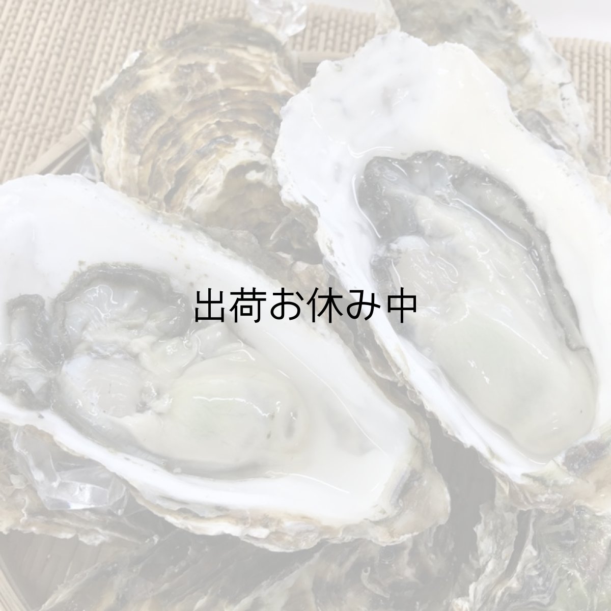 画像4: 三陸牡鹿半島産　殻付牡蠣 (4)