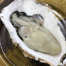 画像5: 三陸牡鹿半島産　殻付牡蠣 (5)