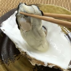 画像7: 三陸牡鹿半島産　殻付＆むき身セット (7)