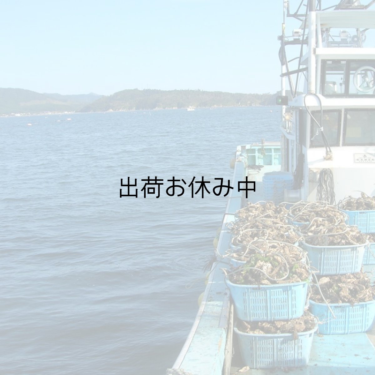 画像8: 三陸牡鹿半島産　殻付牡蠣 (8)