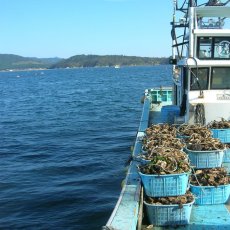 画像9: 三陸牡鹿半島産　殻付＆むき身セット (9)