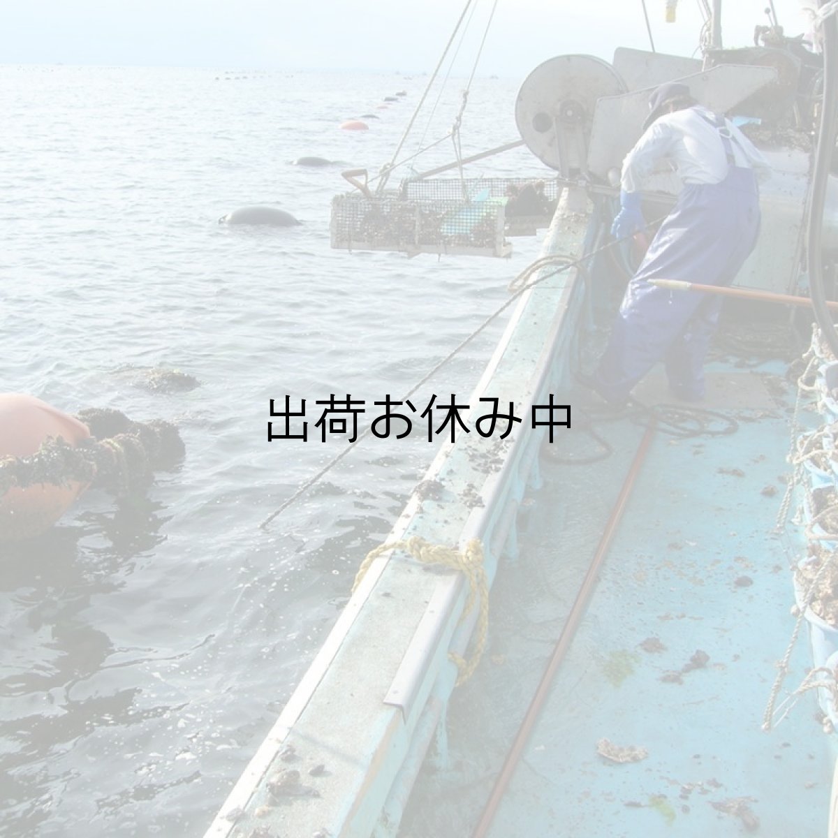 画像9: 三陸牡鹿半島産　殻付牡蠣 (9)