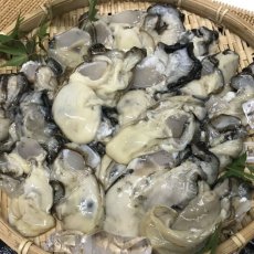 画像4: 三陸牡鹿半島産　むき身牡蠣 (4)