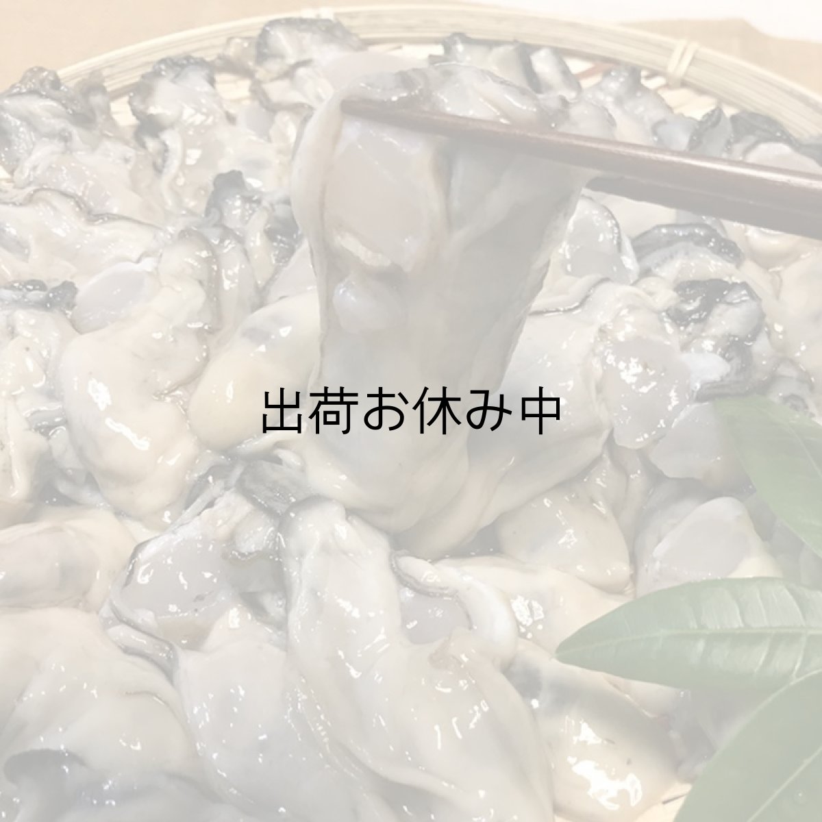 画像5: 三陸牡鹿半島産　殻付＆むき身セット (5)