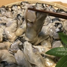 画像5: 三陸牡鹿半島産　殻付＆むき身セット (5)