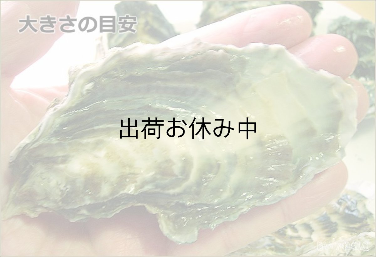 画像4: 北海道サロマ湖産　生食用牡蠣（むき身／殻付） (4)