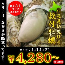画像1: 北海道仙鳳趾産　殻付牡蠣 (1)