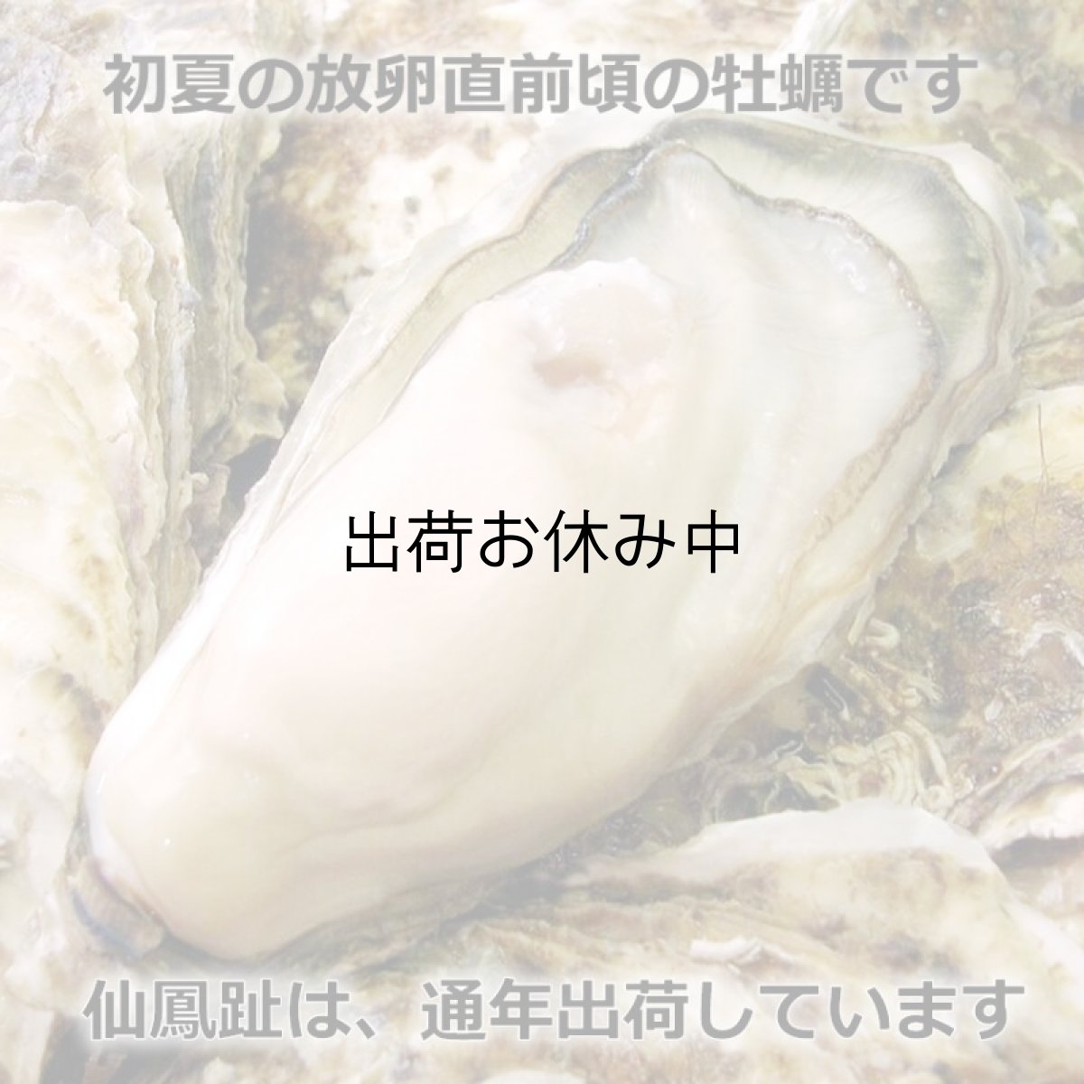 画像2: 北海道仙鳳趾産　殻付牡蠣 (2)
