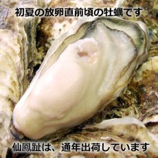 画像2: 北海道仙鳳趾産　殻付牡蠣 (2)