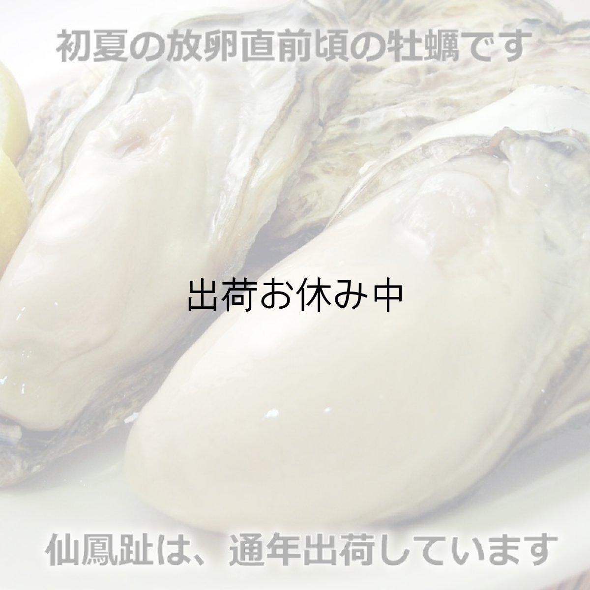 画像3: 北海道仙鳳趾産　殻付牡蠣 (3)