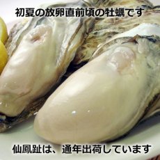 画像3: 北海道仙鳳趾産　殻付牡蠣 (3)