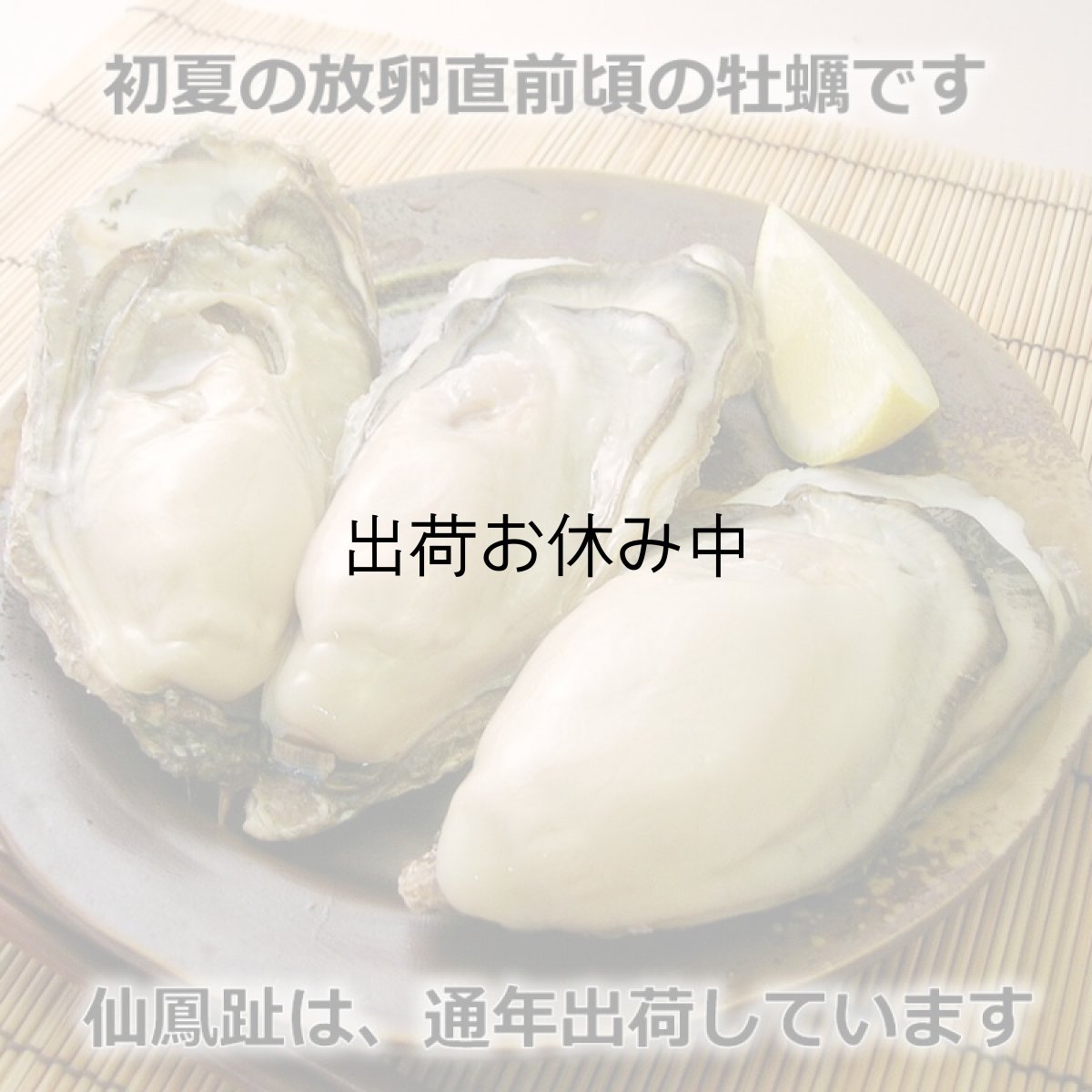 画像4: 北海道仙鳳趾産　殻付牡蠣 (4)