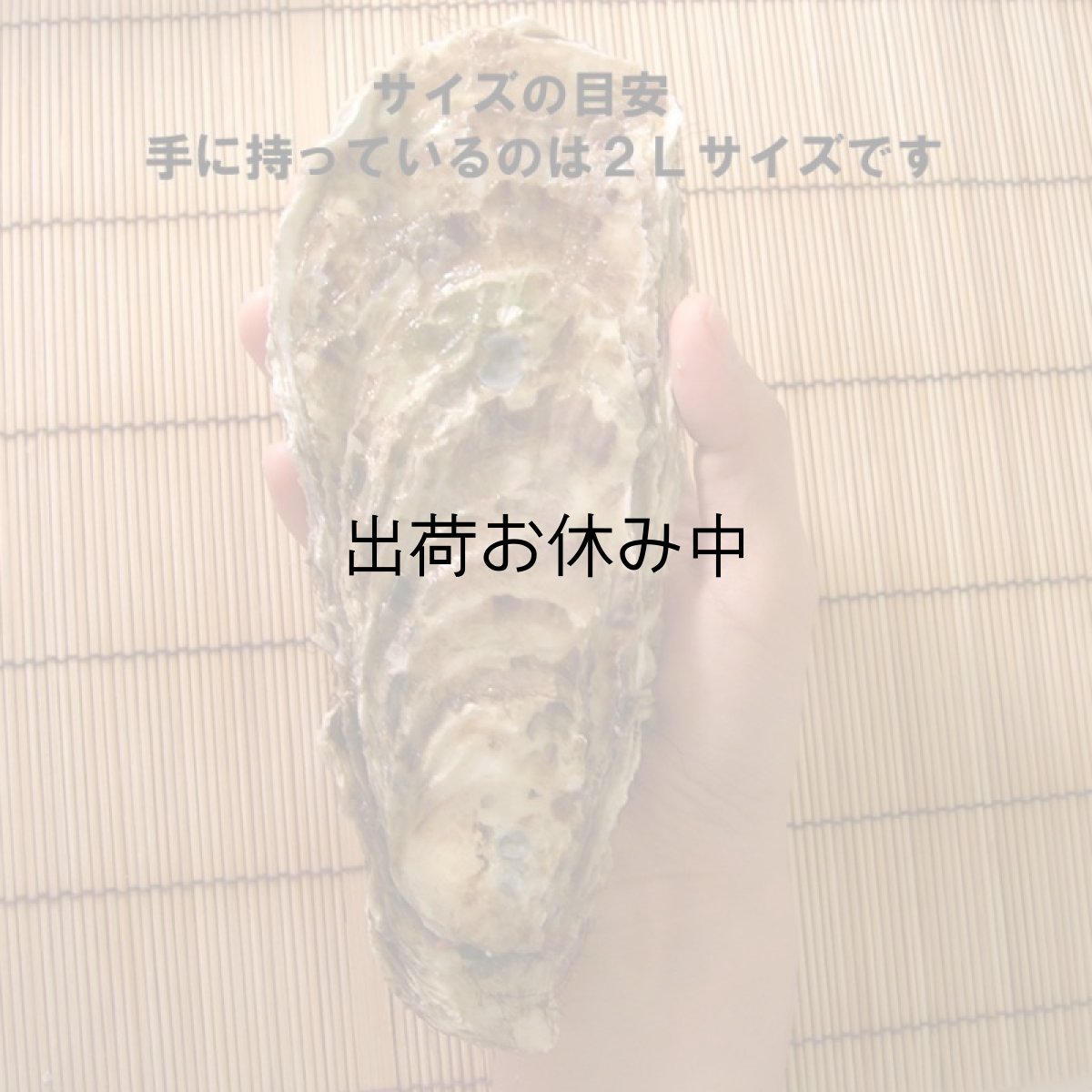 画像8: 北海道仙鳳趾産　殻付牡蠣 (8)