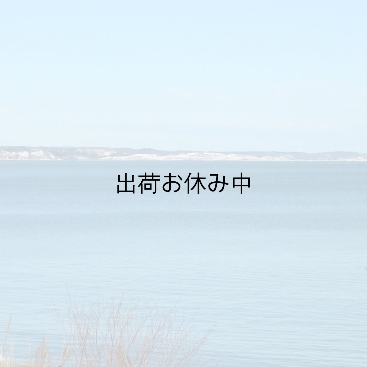 画像10: 北海道仙鳳趾産　殻付牡蠣 (10)