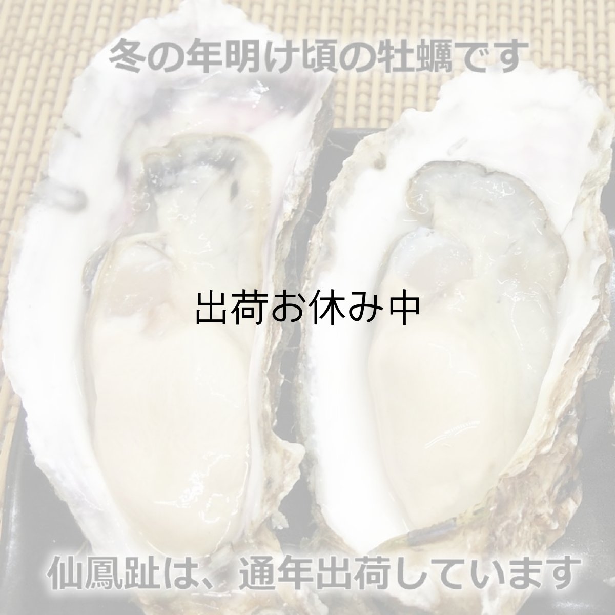 画像5: 北海道仙鳳趾産　殻付牡蠣 (5)