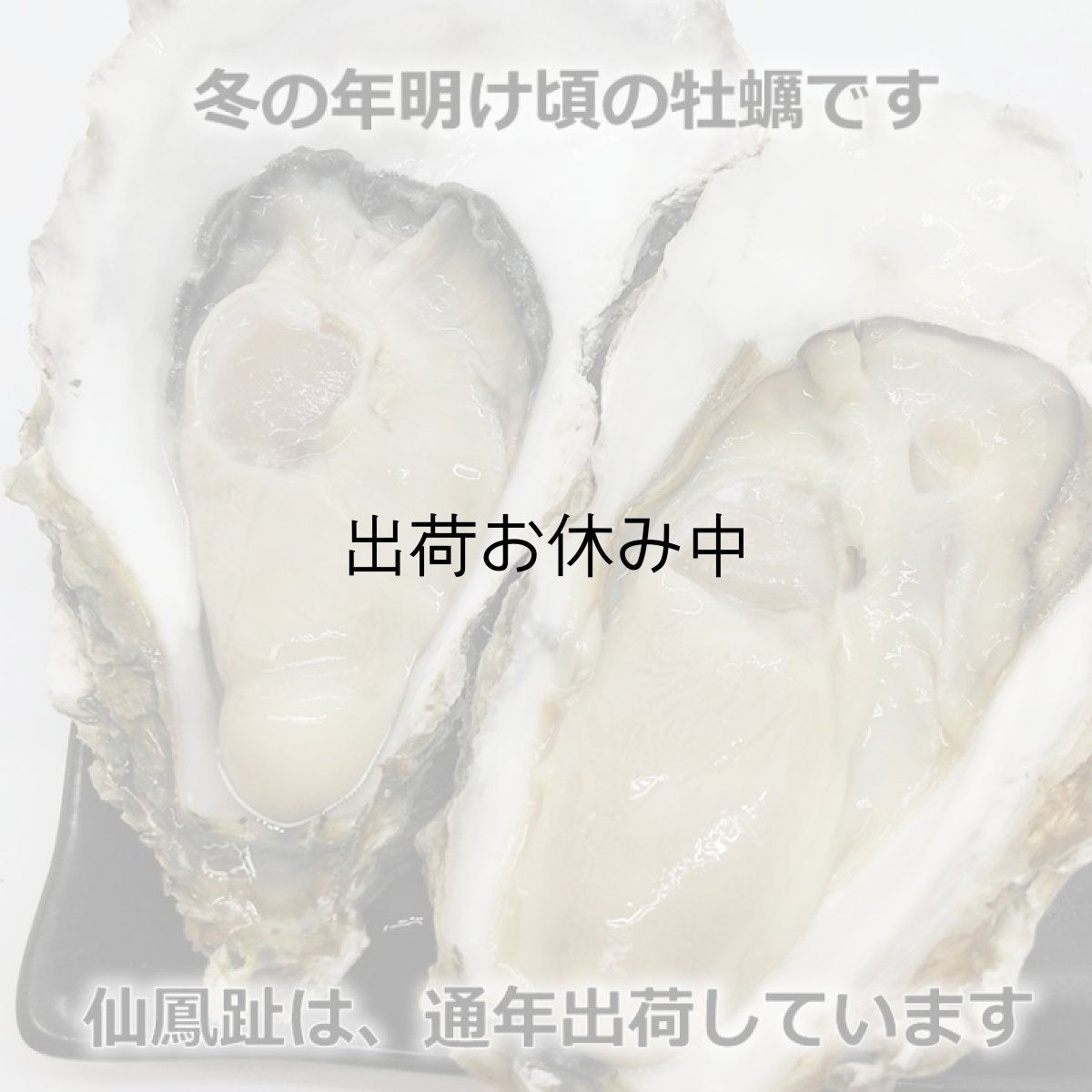 画像6: 北海道仙鳳趾産　殻付牡蠣 (6)