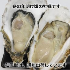 画像6: 北海道仙鳳趾産　殻付牡蠣 (6)