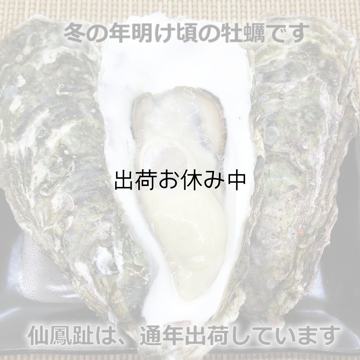 画像7: 北海道仙鳳趾産　殻付牡蠣 (7)