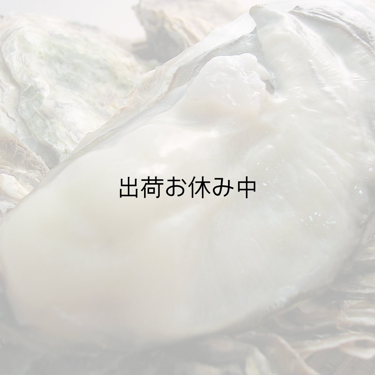 画像5: 三重白石湖産 牡蠣 渡利かき (5)