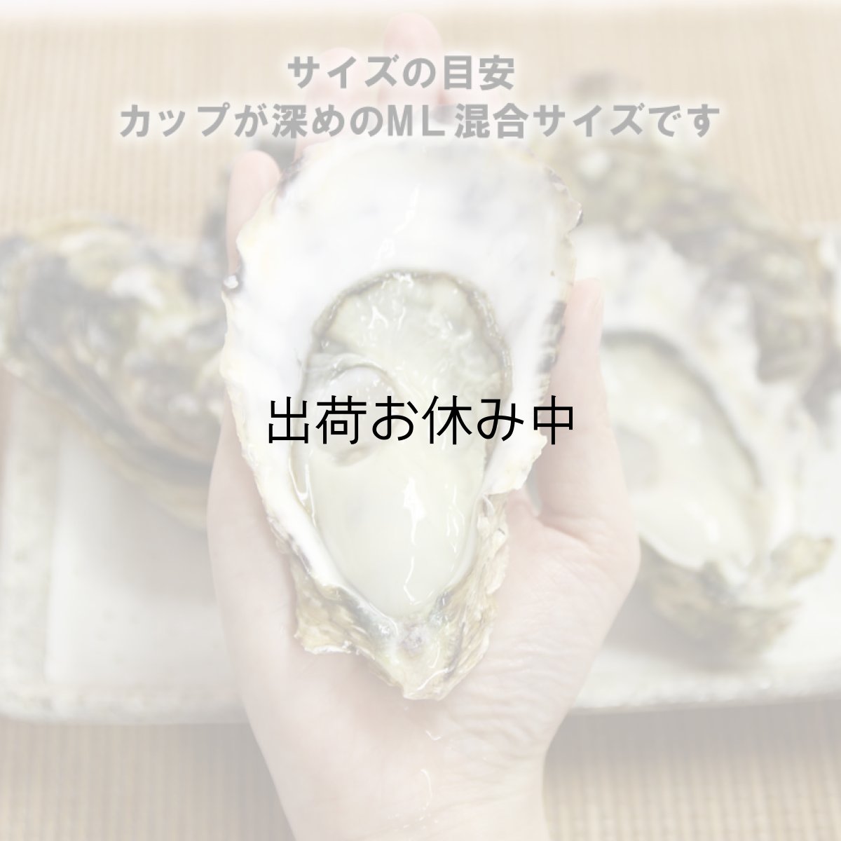 画像4: 三重白石湖産 牡蠣 渡利かき (4)