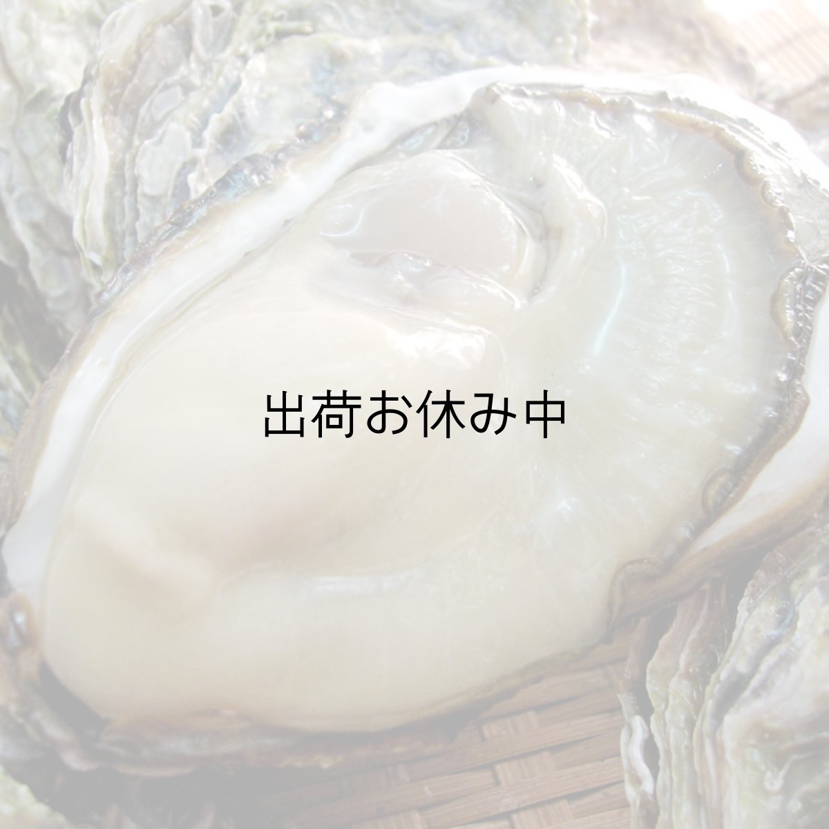 画像7: 三重白石湖産 牡蠣 渡利かき (7)