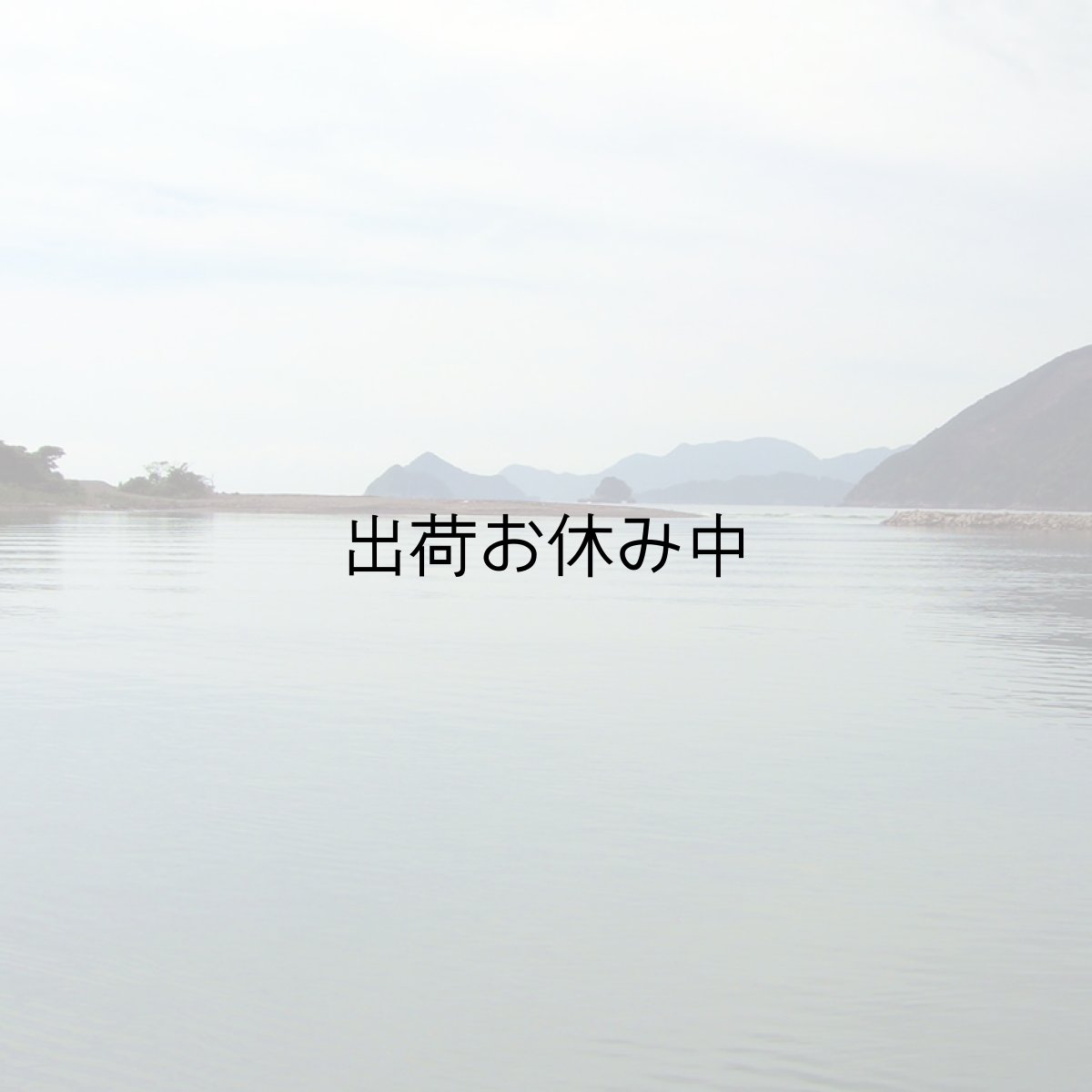 画像8: 三重白石湖産 牡蠣 渡利かき (8)