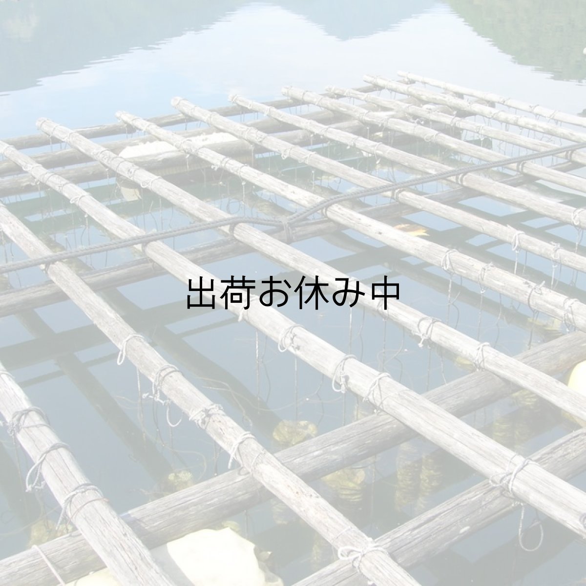 画像9: 三重白石湖産 牡蠣 渡利かき (9)