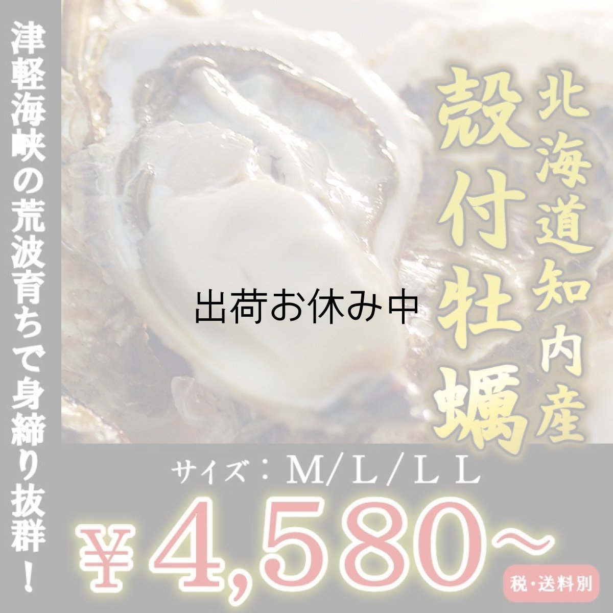 画像1: 北海道知内産　殻付牡蠣 (1)