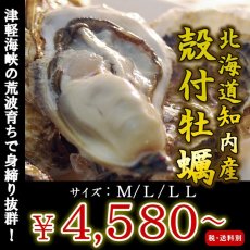 画像1: 北海道知内産　殻付牡蠣 (1)