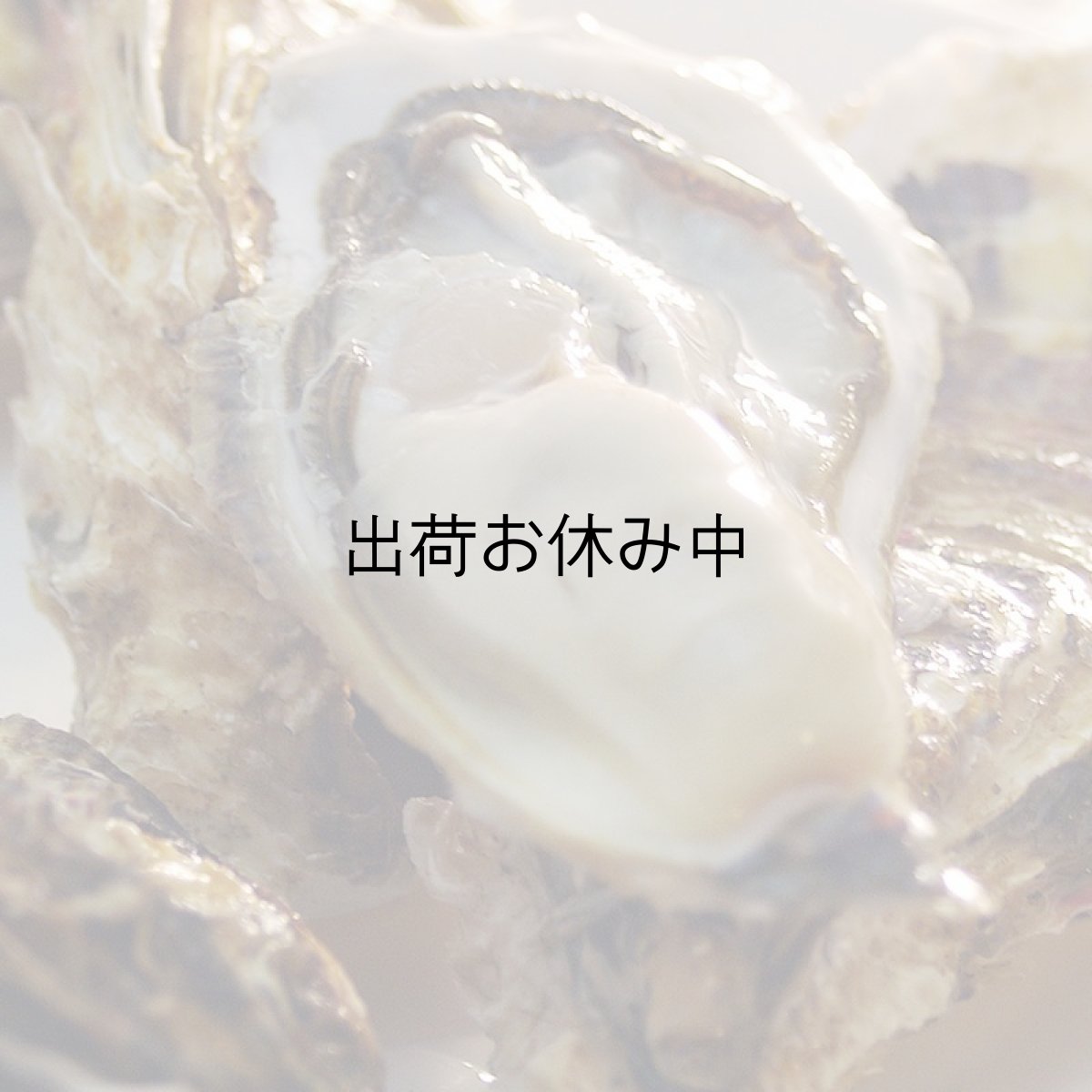 画像5: 北海道知内産　殻付牡蠣 (5)