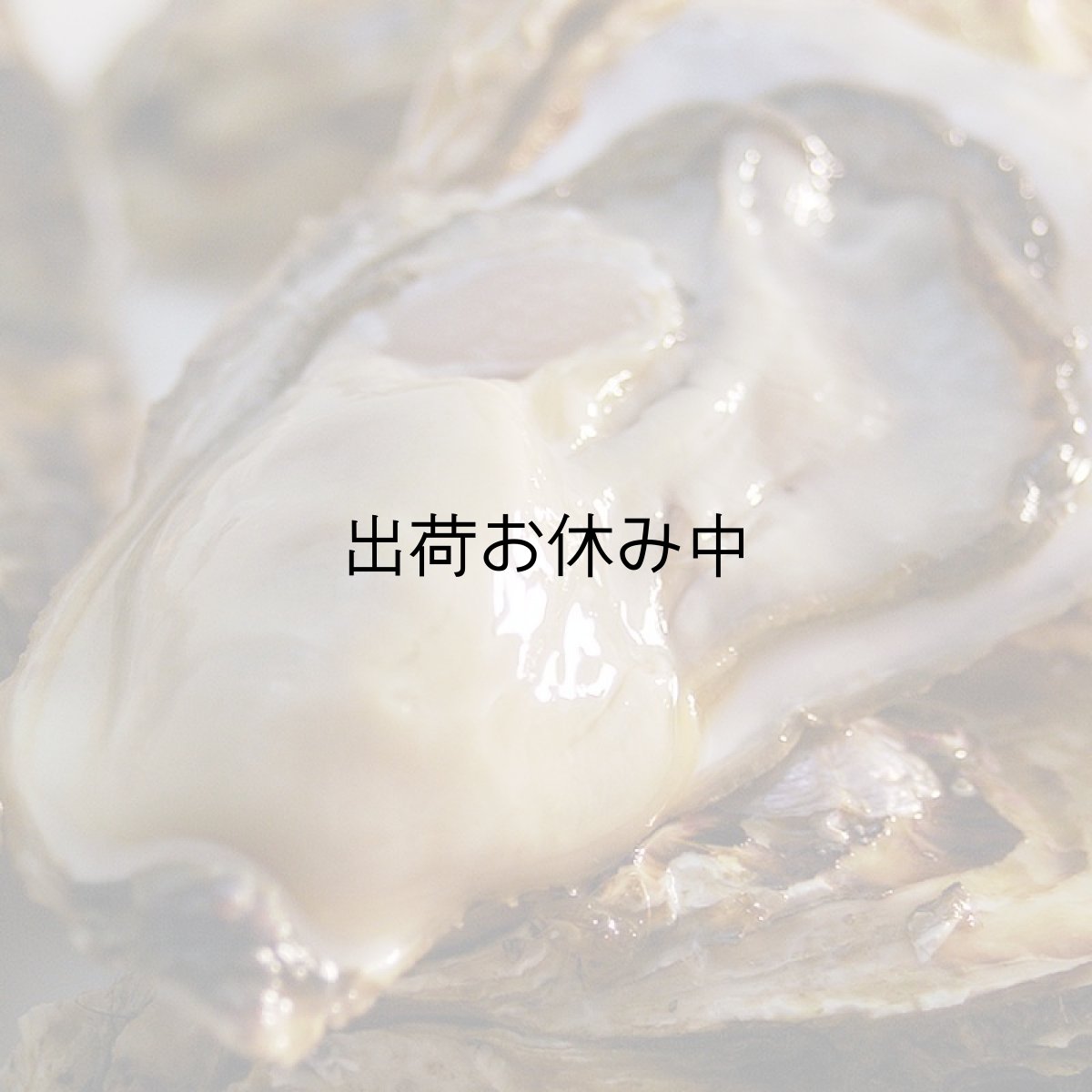 画像7: 北海道知内産　殻付牡蠣 (7)