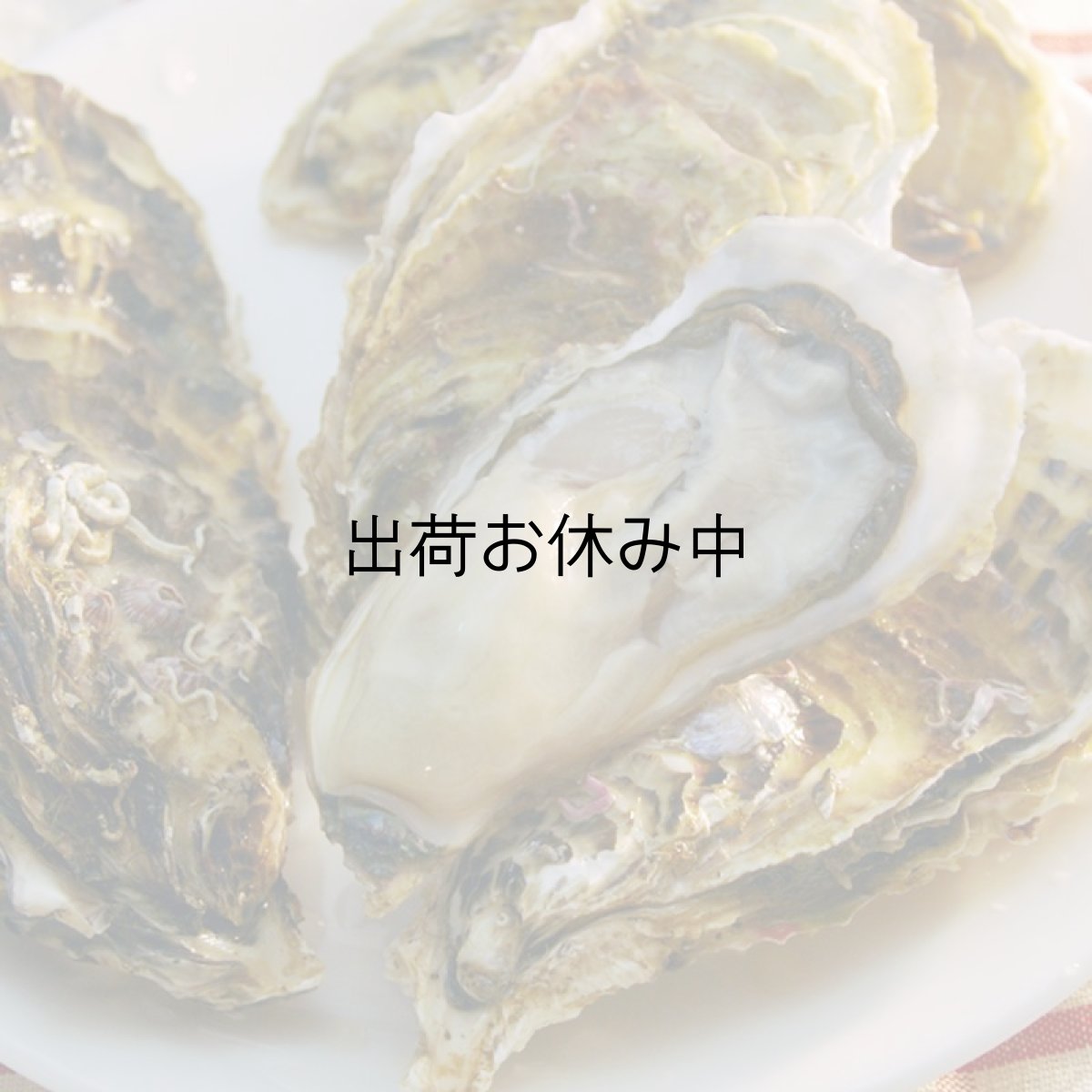 画像6: 北海道知内産　殻付牡蠣 (6)