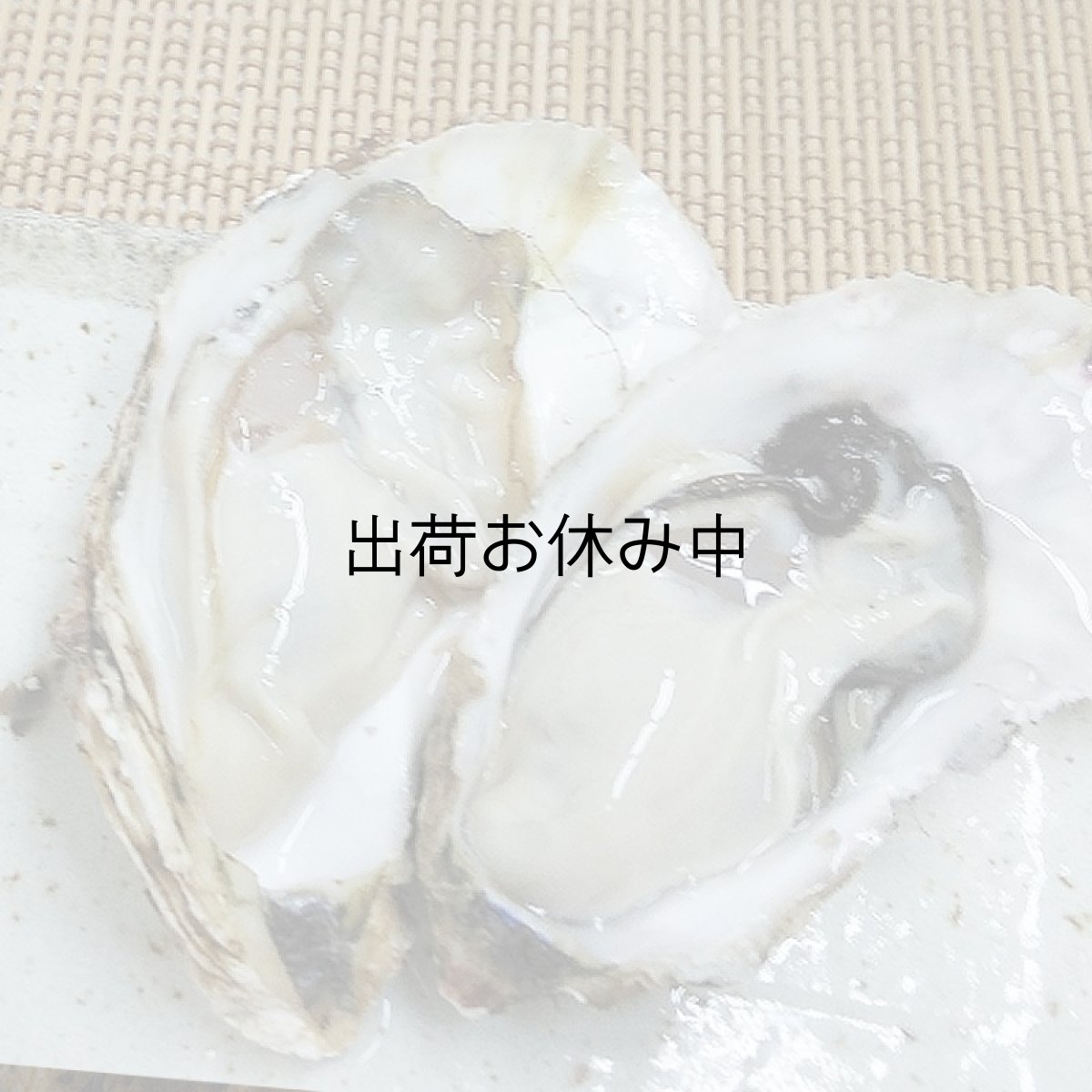 画像3: 北海道知内産　殻付牡蠣 (3)