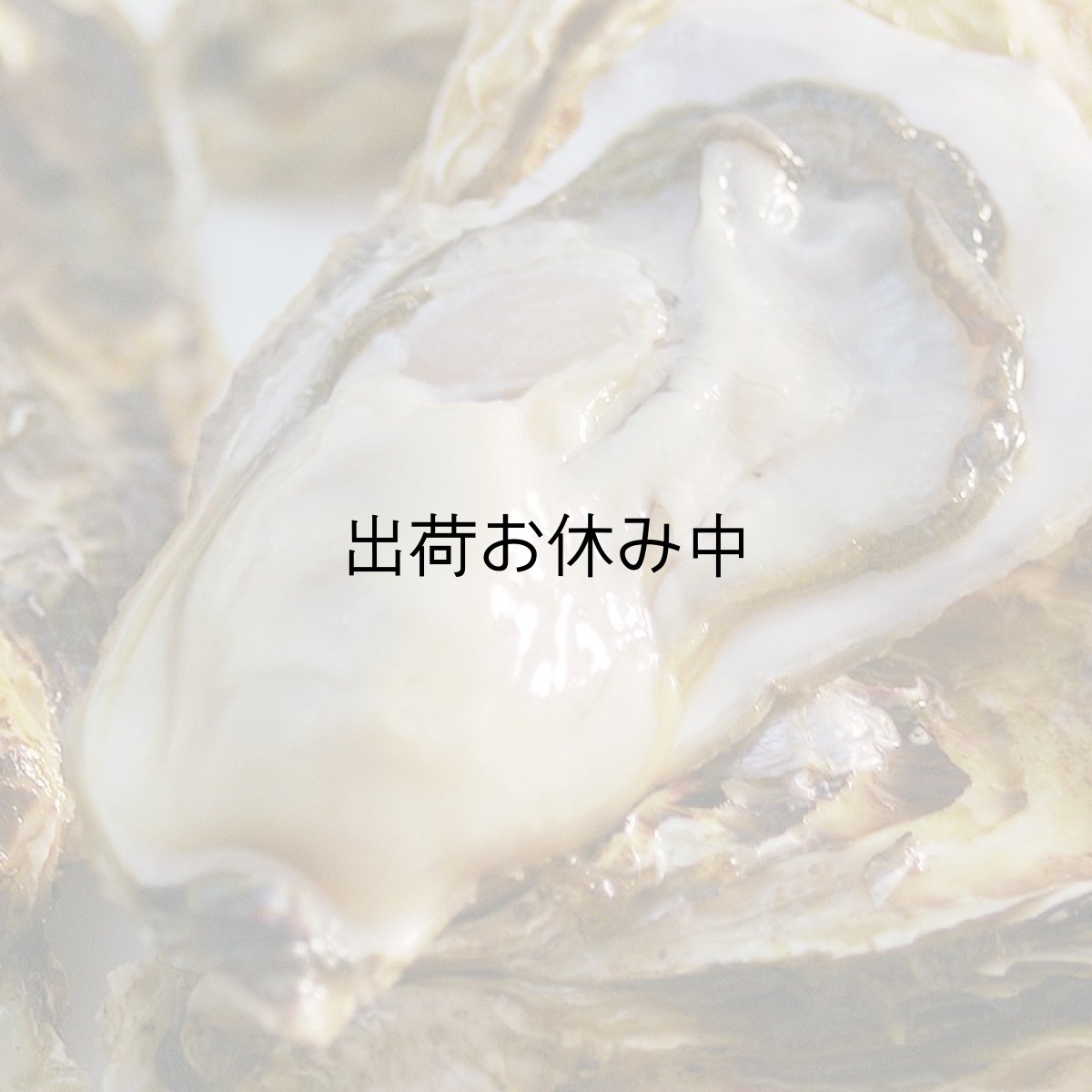 画像2: 北海道知内産　殻付牡蠣 (2)