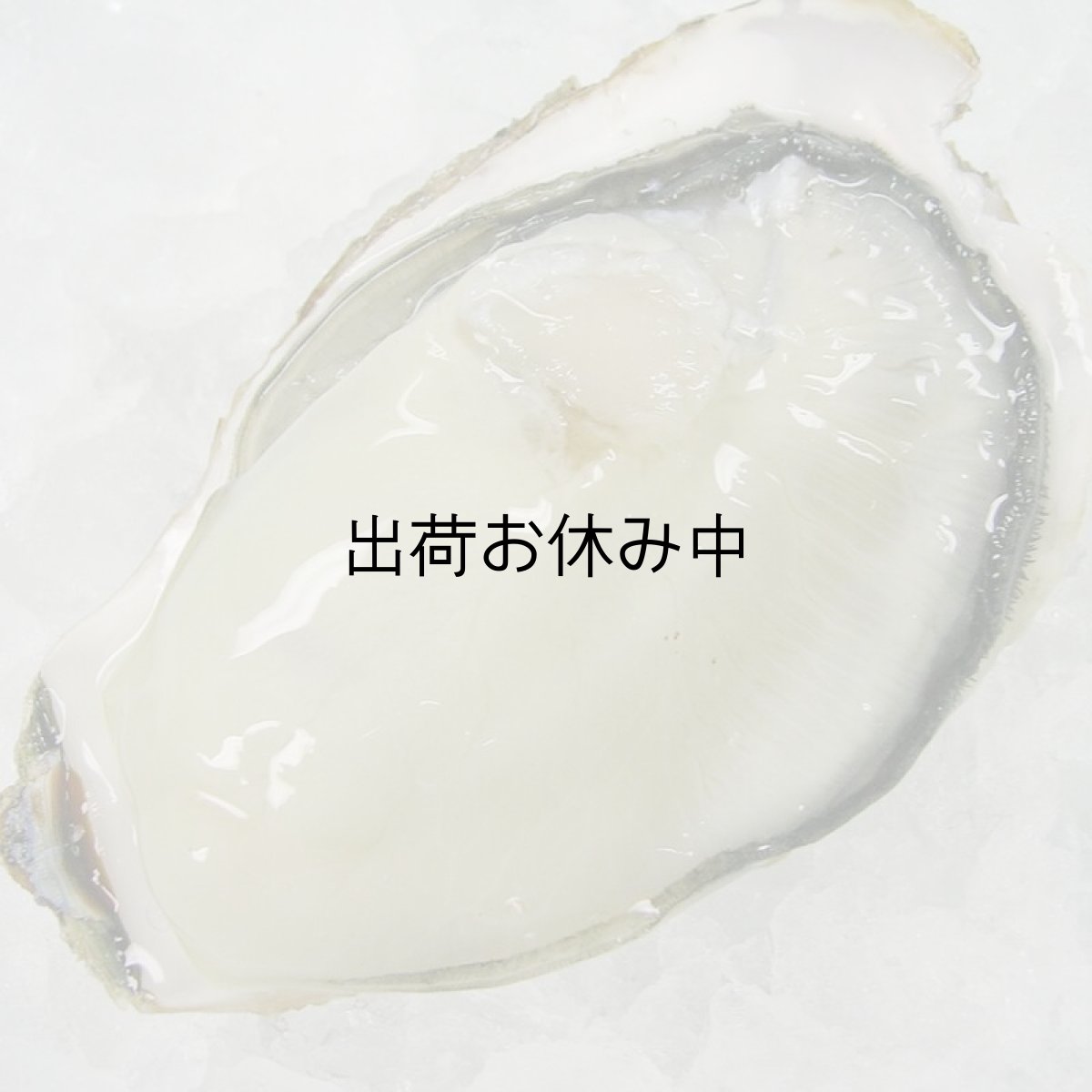 画像12: 三陸志津川産　荒島牡蠣 (12)