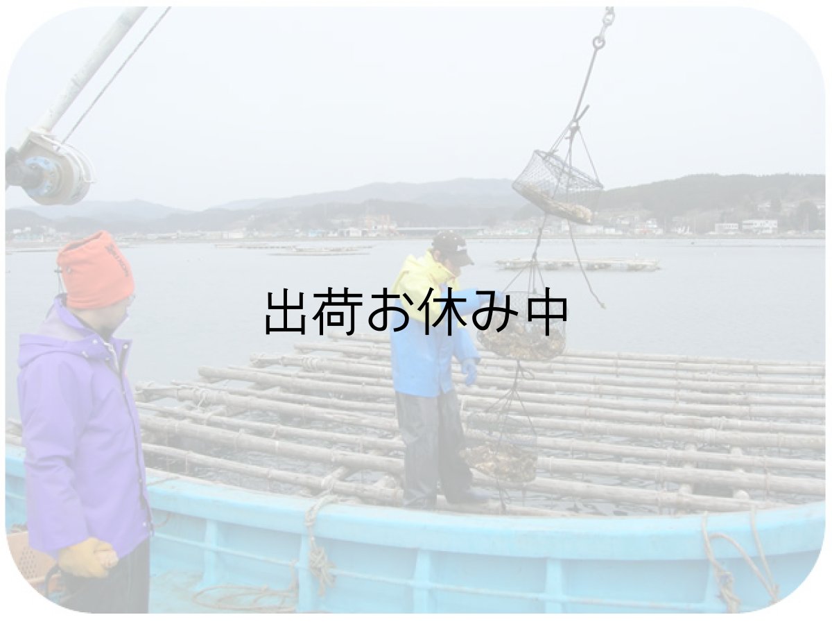 画像10: 三陸産志津川産　バーベキュー用ふぞろい殻付牡蠣 (10)