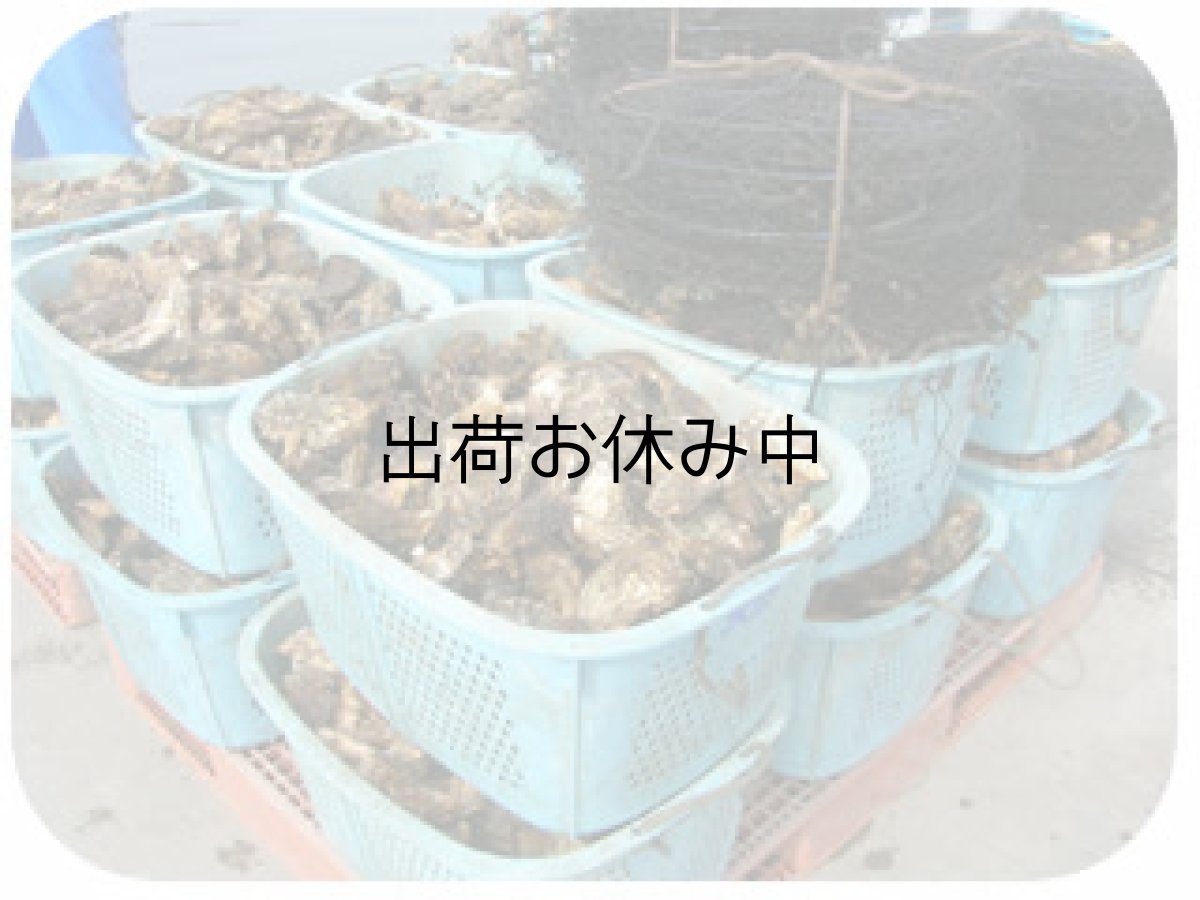 画像8: 三陸産志津川産　バーベキュー用ふぞろい殻付牡蠣 (8)