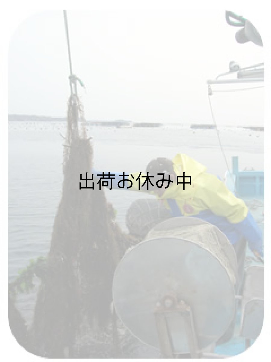 画像11: 三陸産志津川産　バーベキュー用ふぞろい殻付牡蠣 (11)