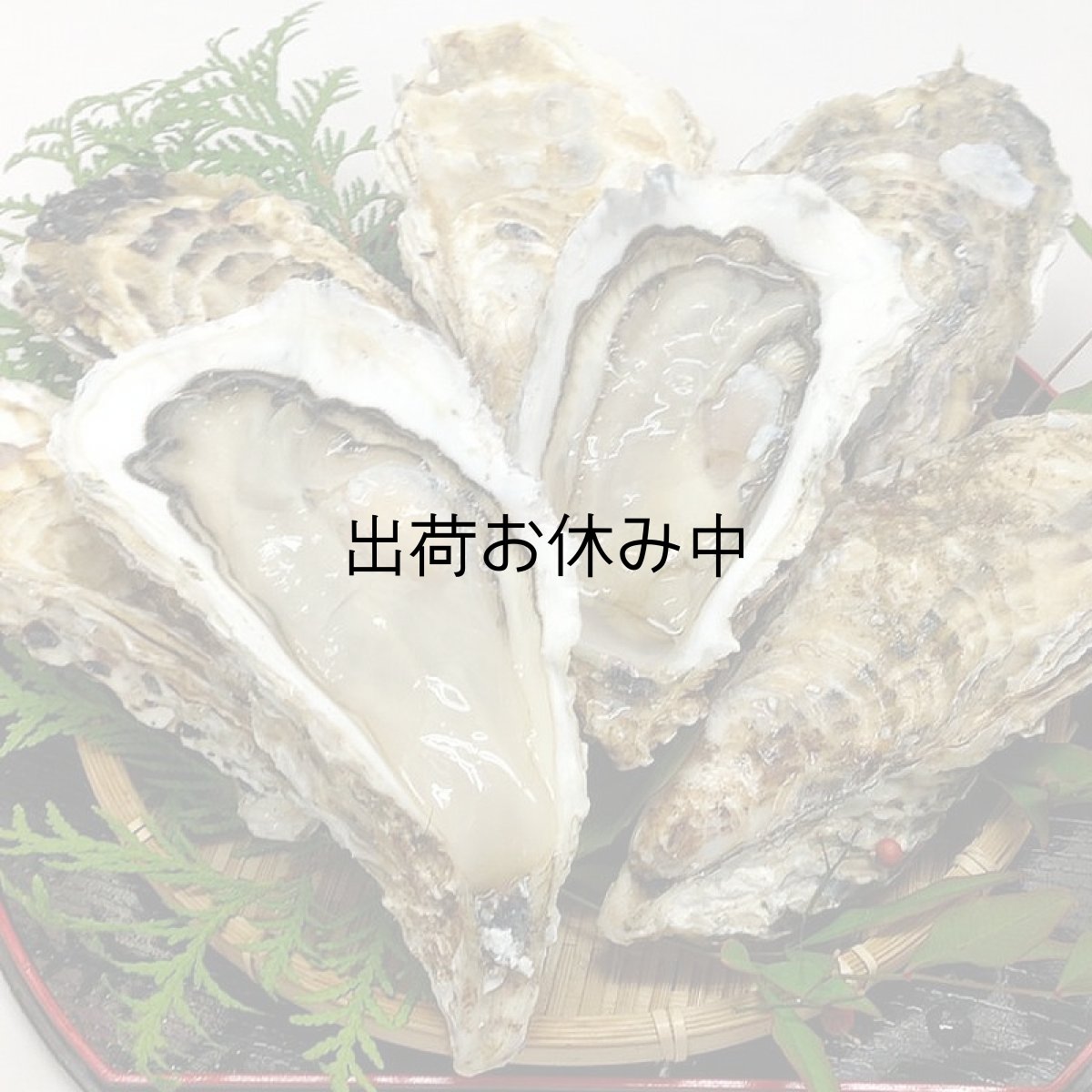 画像7: 三陸産志津川産　バーベキュー用ふぞろい殻付牡蠣 (7)
