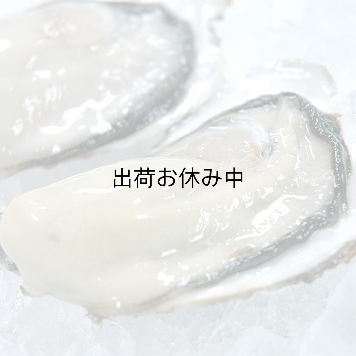 画像4: 三陸志津川産　荒島牡蠣 (4)