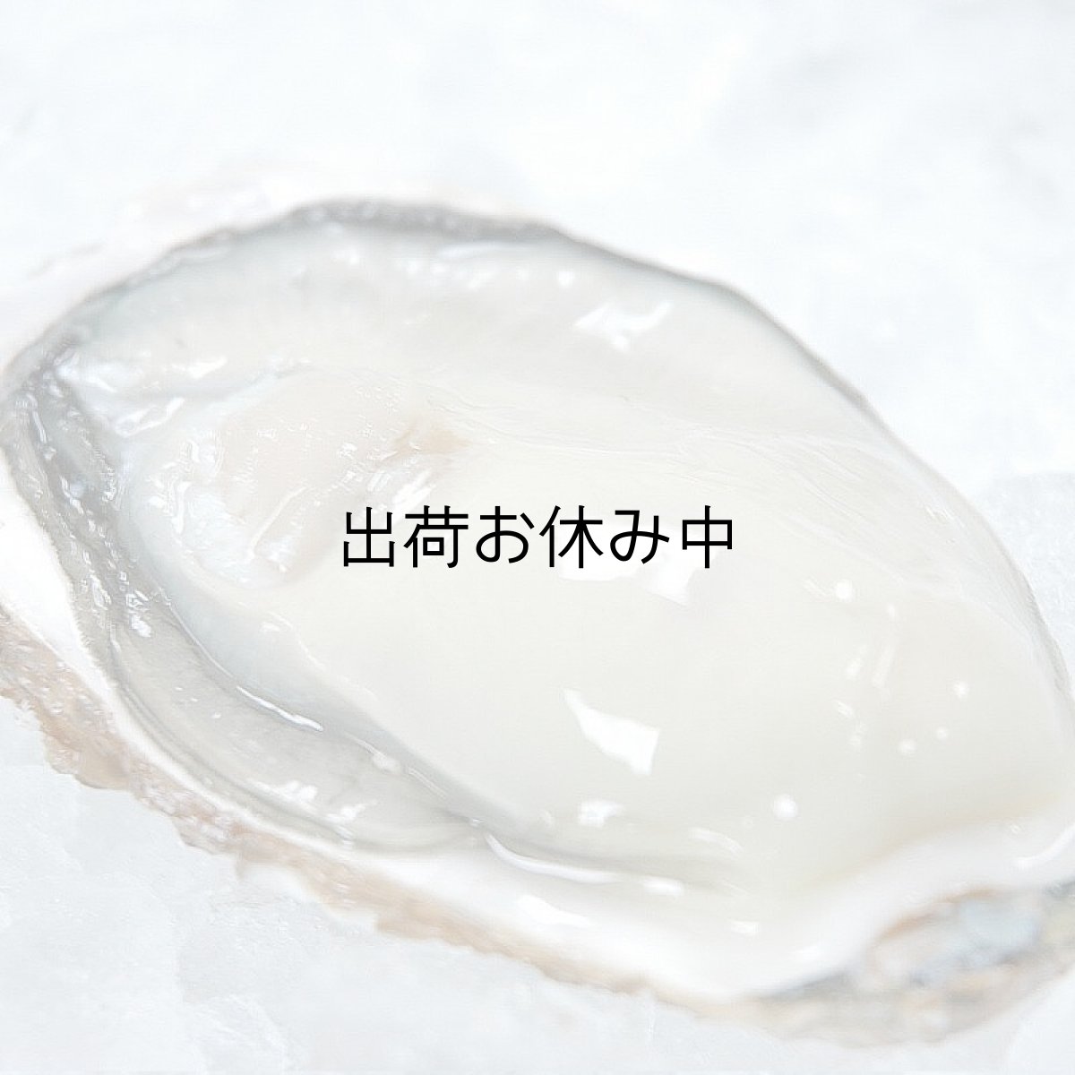 画像5: 三陸志津川産　荒島牡蠣 (5)