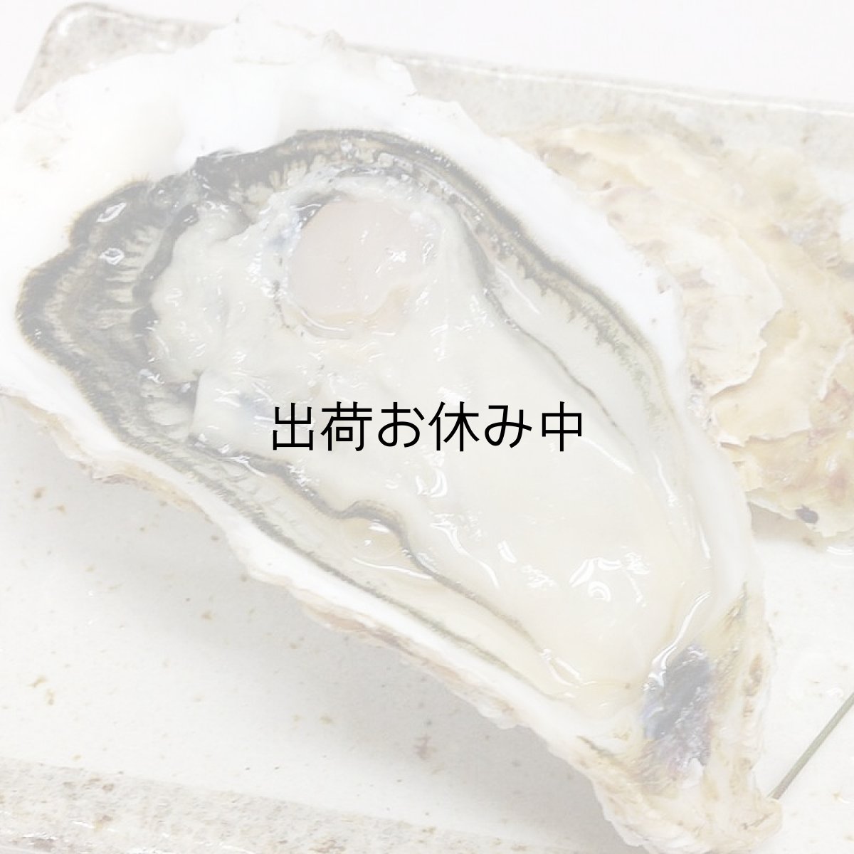 画像6: 三陸志津川産　荒島牡蠣 (6)
