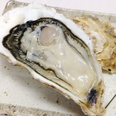 画像6: 【お急ぎ便】三陸志津川産　荒島牡蠣　（お届け地域限定） (6)