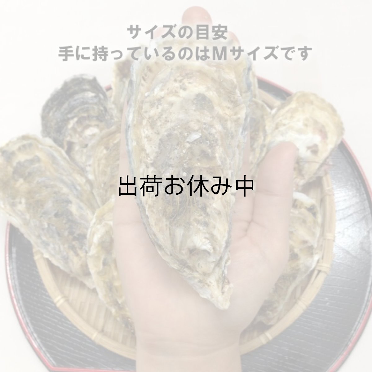 画像7: 三陸志津川産　荒島牡蠣 (7)