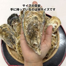 画像7: 【お急ぎ便】三陸志津川産　荒島牡蠣　（お届け地域限定） (7)