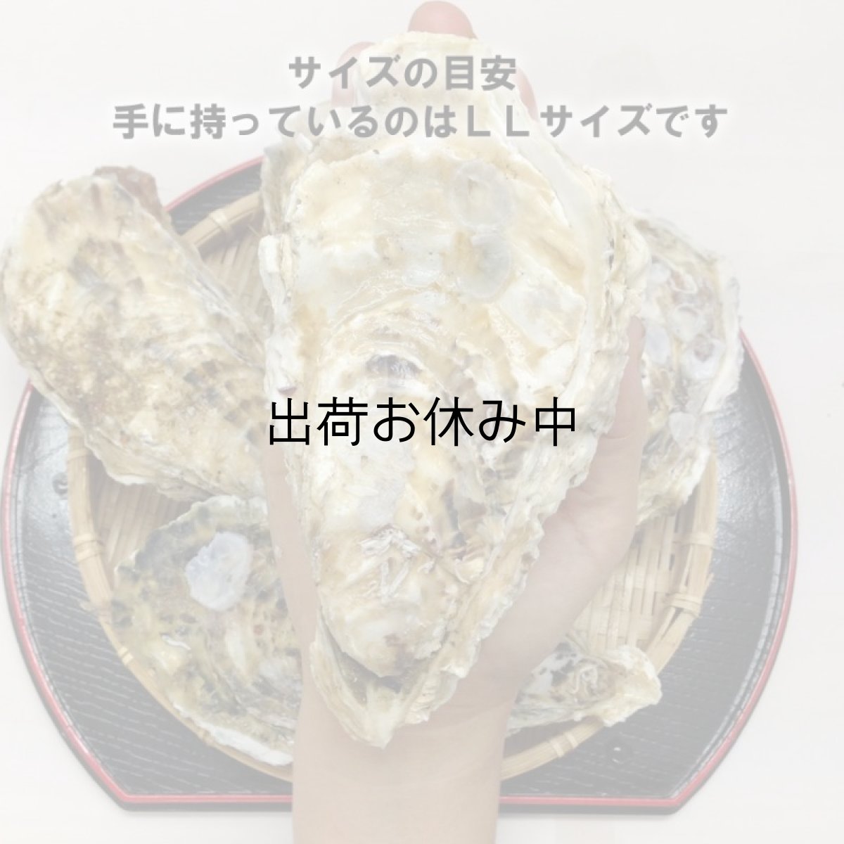 画像8: 三陸志津川産　荒島牡蠣 (8)
